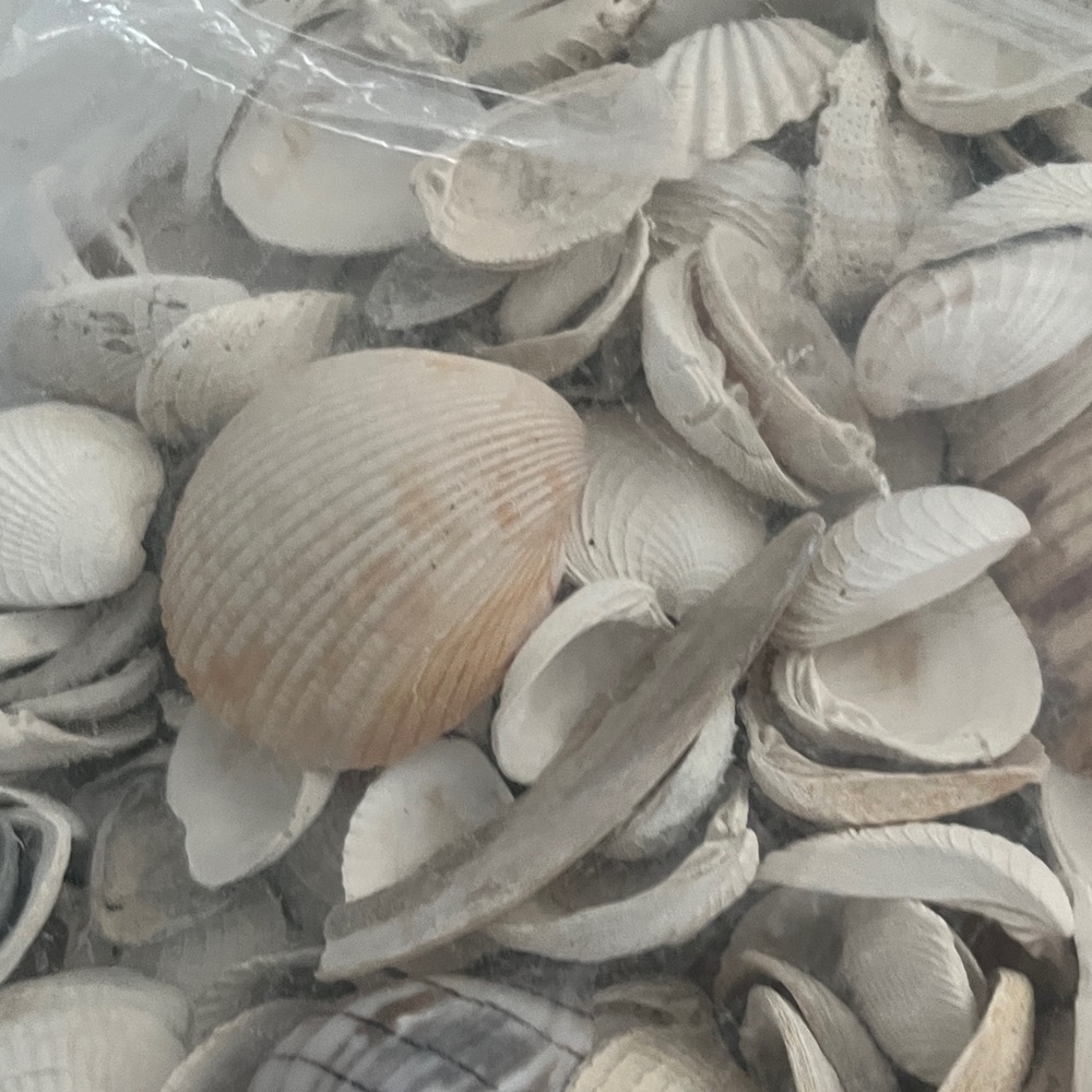Beautiful Assorted Seashells Collection from Florida #25 - Picture 4 of 8